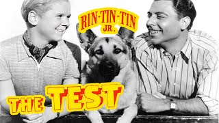 The Test 1935 Rin Tin Tin  Action Adventure Crime [upl. by Stargell]