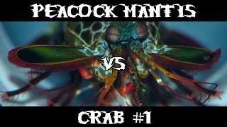 Peacock Mantis VS Crab 1 [upl. by Jamima220]