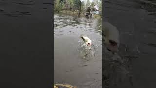 Vernon Lake  Leesville Louisiana  Kayak Bass Fishing [upl. by Mcgill727]