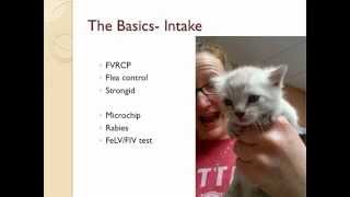 Medical Treatment for Cats on a Shoestring Budget  conference recording [upl. by Vasily624]