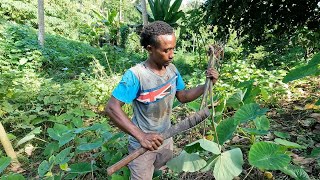 This Village Farmer is teaching me how to plant Taro and Yaqona🇫🇯 [upl. by Higginson]