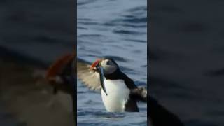 Puffin Bird  Puffins Fly Under Water For Hunting shorts facts puffin birds [upl. by Ayahsal]