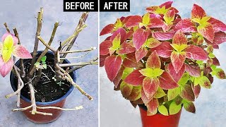 DO THESE If Coleus Plant Is Dying or NOT Growing Well [upl. by Aoht160]