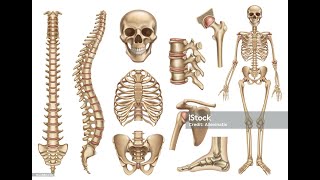 Anatomie  Knochen  Fachbegriffe  Ahmed Solyman [upl. by Nevada363]