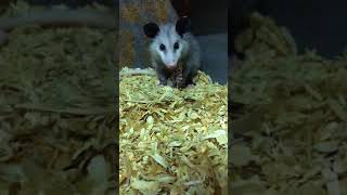 Possum vs Live Copperhead [upl. by Dietz]