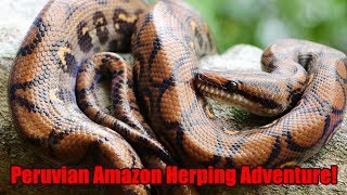 Herping for Redtailed Boas and Rainbow Boas in Peru [upl. by Ytsim161]