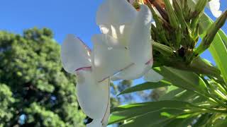 Pachypodium lamerei  Madagascar Palm [upl. by Annhoj]