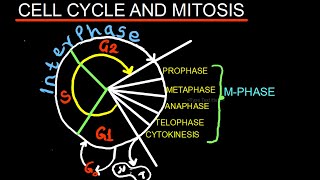 CELL CYCLE AND MITOSIS  BIOLOGY  MADE EASY [upl. by Atims]