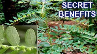 Herbal Plant Secret Health Benefits of Phyllanthus Niruni [upl. by Ardel140]