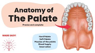 Anatomy of the Palate Short amp Complete  Human Anatomy [upl. by Nisen]