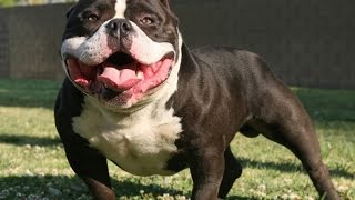 The Worlds Most Famous American Bully [upl. by Faubion]