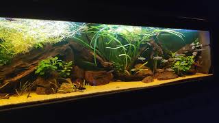 Biotope aquarium west africa [upl. by Nylrehs]