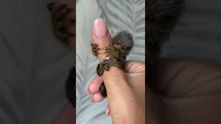 Pygmy marmoset [upl. by Sandy]