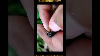 bot fly larvae removed from Tiny Bird [upl. by Ayle549]