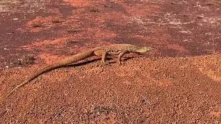 GIANT SAND GOANNA [upl. by Suivatna]