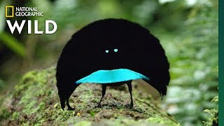 Rare Footage of New Bird of Paradise Species Shows Odd Courtship Dance  Nat Geo Wild [upl. by Portwin]