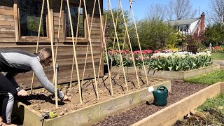 Fixing Compacted Soil with Hyacinth Bean Vine amp Radishes DIY Bamboo Teepee Trellis for Vines [upl. by Adnopoz]