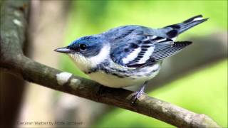 Cerulean Warbler Song [upl. by Siuluj]