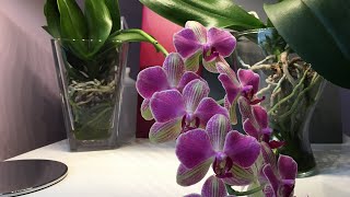 Update  Wasserkultur Die Phalaenopsis Orchideen blühen auf [upl. by Iel]