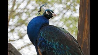 Peacock Call HD [upl. by Catarina]