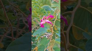 Kachnar  Butterfly Tree  Bauhinia purpurea  Orchid Tree [upl. by Nnylirret671]