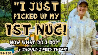 ❓WHAT To Do After Picking Up Your Nuc Beekeeping 101 beekeeping [upl. by Auhsaj950]