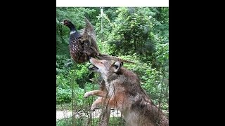 COYOTE  SKIN FLESH BREAK  Furbearing Animals  Video 2 of 2 [upl. by Auqeenahs]