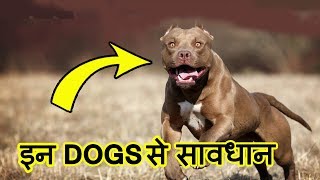 Top 10 MOST Dangerous Dog Breeds in the World 2020  इन कुत्तों से सावधान [upl. by Ratcliff678]