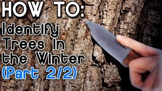 How to Identify Trees in the Winter Part 2 [upl. by Laural311]