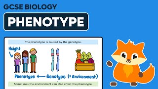 Phenotype  GCSE Biology [upl. by Dleifrag608]