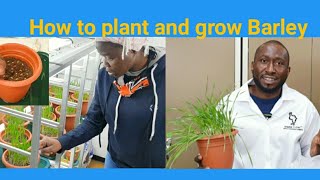 How to plant and grow Barley Hordeum vulgare [upl. by Ayojal383]