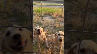 Real Ranch Dogs mudpuppies puppyshorts fyp dog puppylife ranchlife freedom [upl. by Abey28]