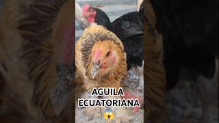 Futuro reproductor 3 🇪🇨🐣 viralreels viralshor chicken animals gallinas ecuador mexico [upl. by Adnima786]