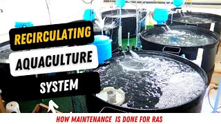 How to Maintain your Recirculating Aquaculture System [upl. by Aicemaj]