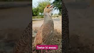 Dakhni teetar ki awaaz dakhni teetar ki awaaz dakhni teetar awaaz birds indiangovt birds teetar [upl. by Keir988]