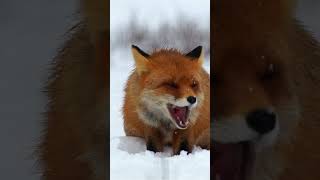 3 Fascinating Facts About Red Foxes  Uncover the Secrets of These Clever and Adaptable Animals [upl. by Alexandre613]