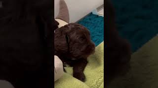 3 week old AUSTRALIAN LABRADOODLE puppies smilingfacedoodles pets puppylove cute [upl. by Eenwat]