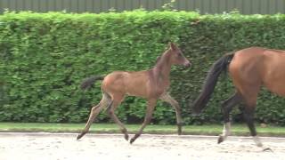 25 Leonardo da Silica Millennium x Belissimo x Michelangelo hengst  colt [upl. by Dominus]