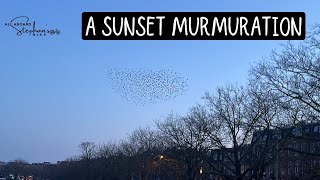 A Sunset Murmuration of Starlings [upl. by Dranreb252]