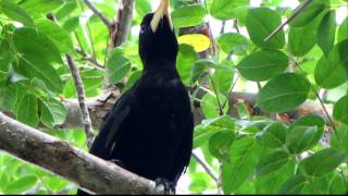 Crested Oropendola  Psarocolius decumanus Llanos and E Andean slopes [upl. by Nodnal]