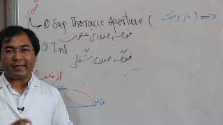 Anatomy Thorax Thorax Cavity Thoracic Apertures Lecture 1 اناتومی صدر جوف صدر فوحات صدر [upl. by Nalorac]