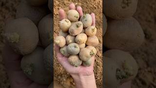 How to grow potatoes 🥔 at home gardening vegetablegarden potato shorts kitchengarden mygarden [upl. by Neroled]