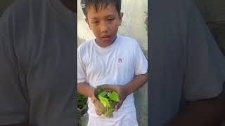 Video presentase How to grow a plant Name  Ivano Jaden Timoty Class  3 [upl. by Hnacogn]