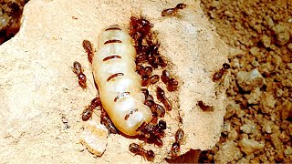 The TERMITE NEST and the GIANT TERMITE QUEEN  Termites vs Ants [upl. by Yngiram]