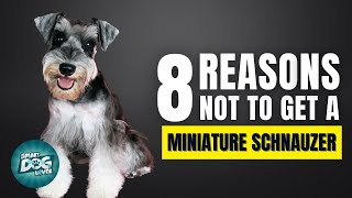 8 Reasons Why You SHOULD NOT Get a Miniature Schnauzer [upl. by Anilys]