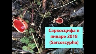 Гриб Саркосцифа Sarcoscypha В ЯНВАРЕ  05012018 [upl. by Kubetz338]