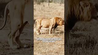 youtubeshorts animals lionkingbgm lionfunny wildlife wildlions lionjoke music lion [upl. by Gnoc]