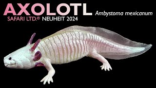 Safari Ltd ® Axolotl Ambystoma mexicanum 2024 Review amp Wissen to go [upl. by Dyal]