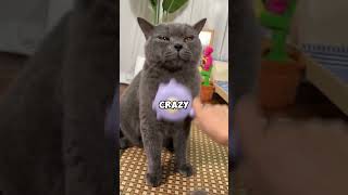 Hold up Fur issues This is the answer 🤓 catbrush groomingbrush catbrushing yourcat cat [upl. by Llerol621]