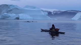 Killerwhales and Narhvales in Qaanaaq [upl. by Nahgam]